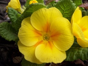 yellow_primrose_by_dlphnz13