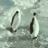 th_penguin