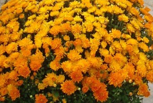 fall+decorations+2009+047