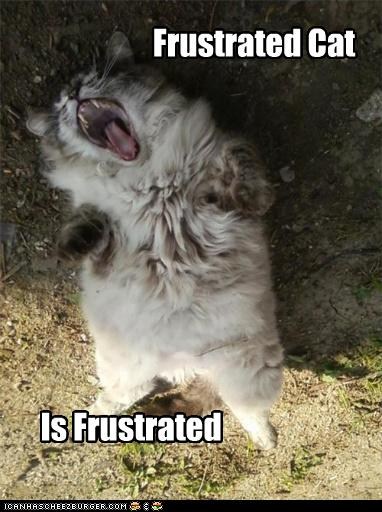 frustrated-cat
