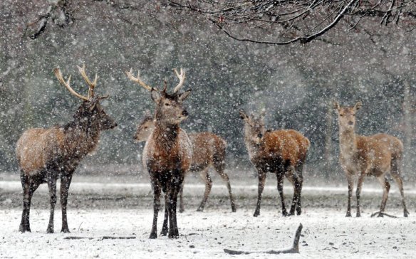 Deer-brave-the-weather-in-003