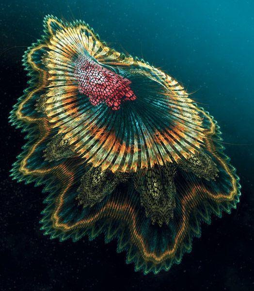 thisisajellyfish