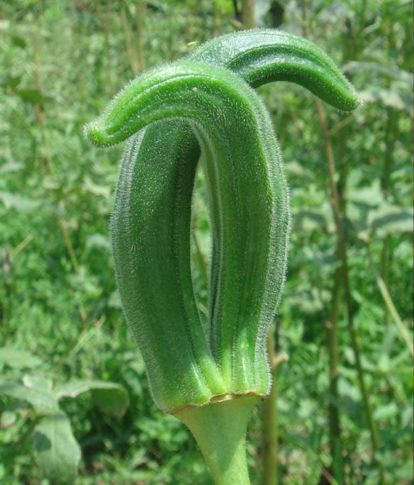 okra