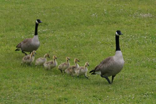 goosefamily