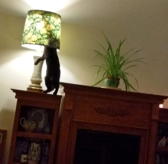 IMG_20200209_231033152_HDR